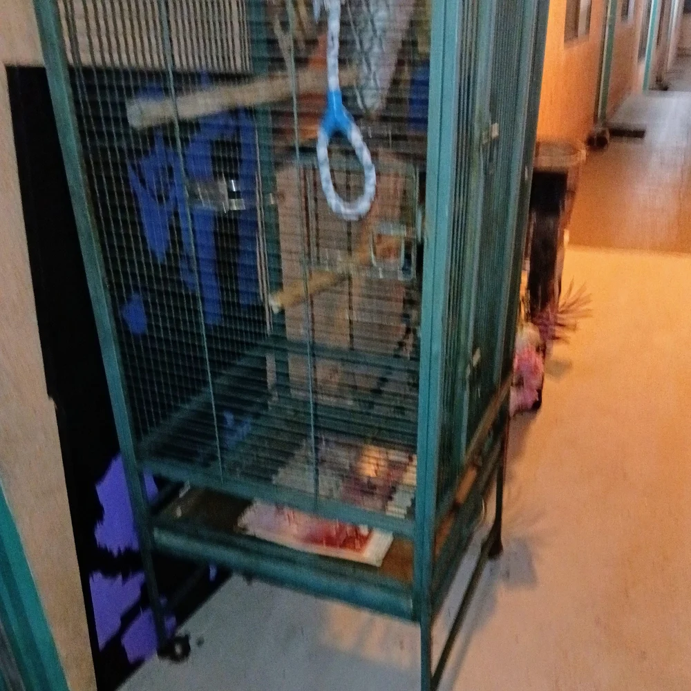 Chic Green Bird Cage for Medium to Large Birds